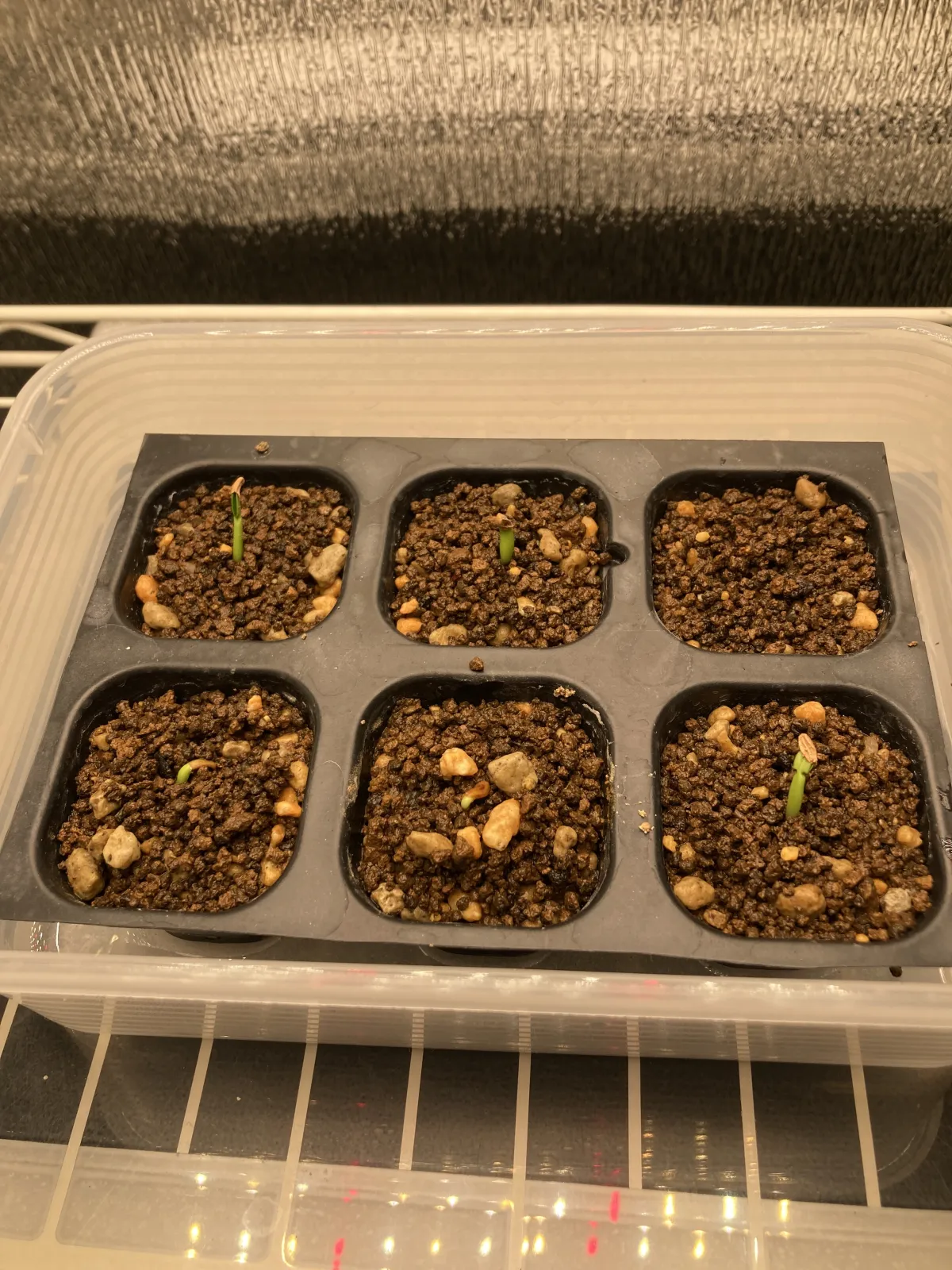 Pachypodium rosulatum var. inopinatum (パキポディウム イノピナツム)