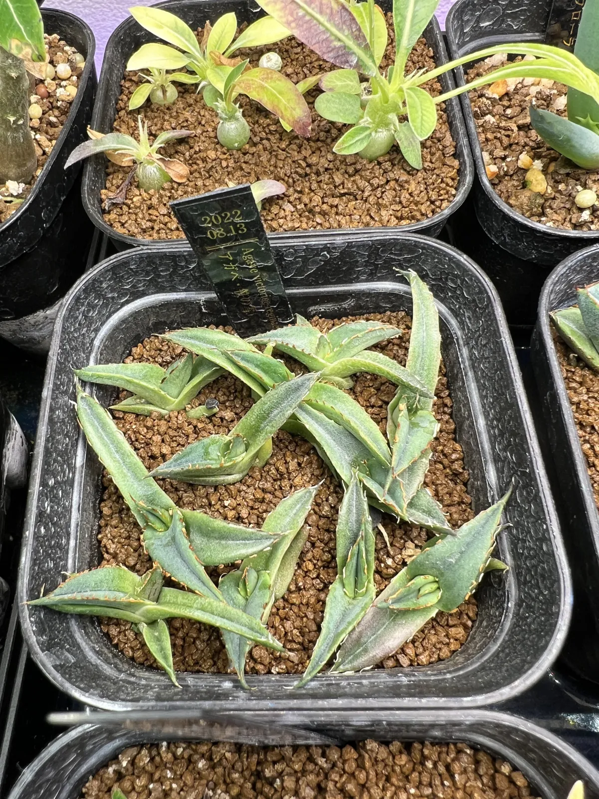 Agave victoriae-reginae (アガベ ビクトリアレジーナエ 笹の雪)