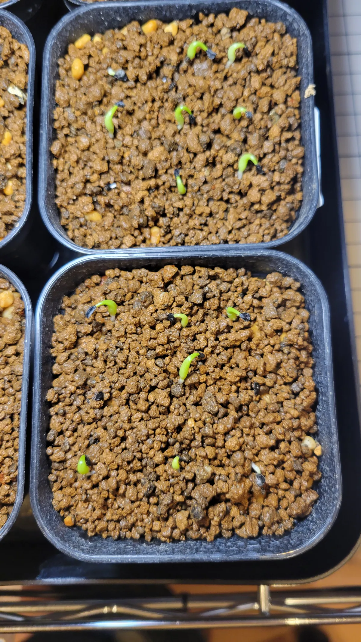 Agave oteroi (アガベ オテロイ)