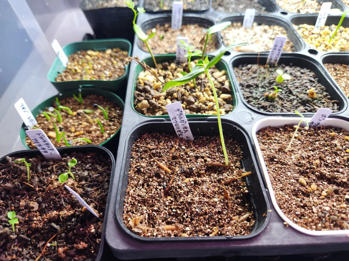 Gerrardanthus macrorhizus (ゲラルダンサス マクロリザス)