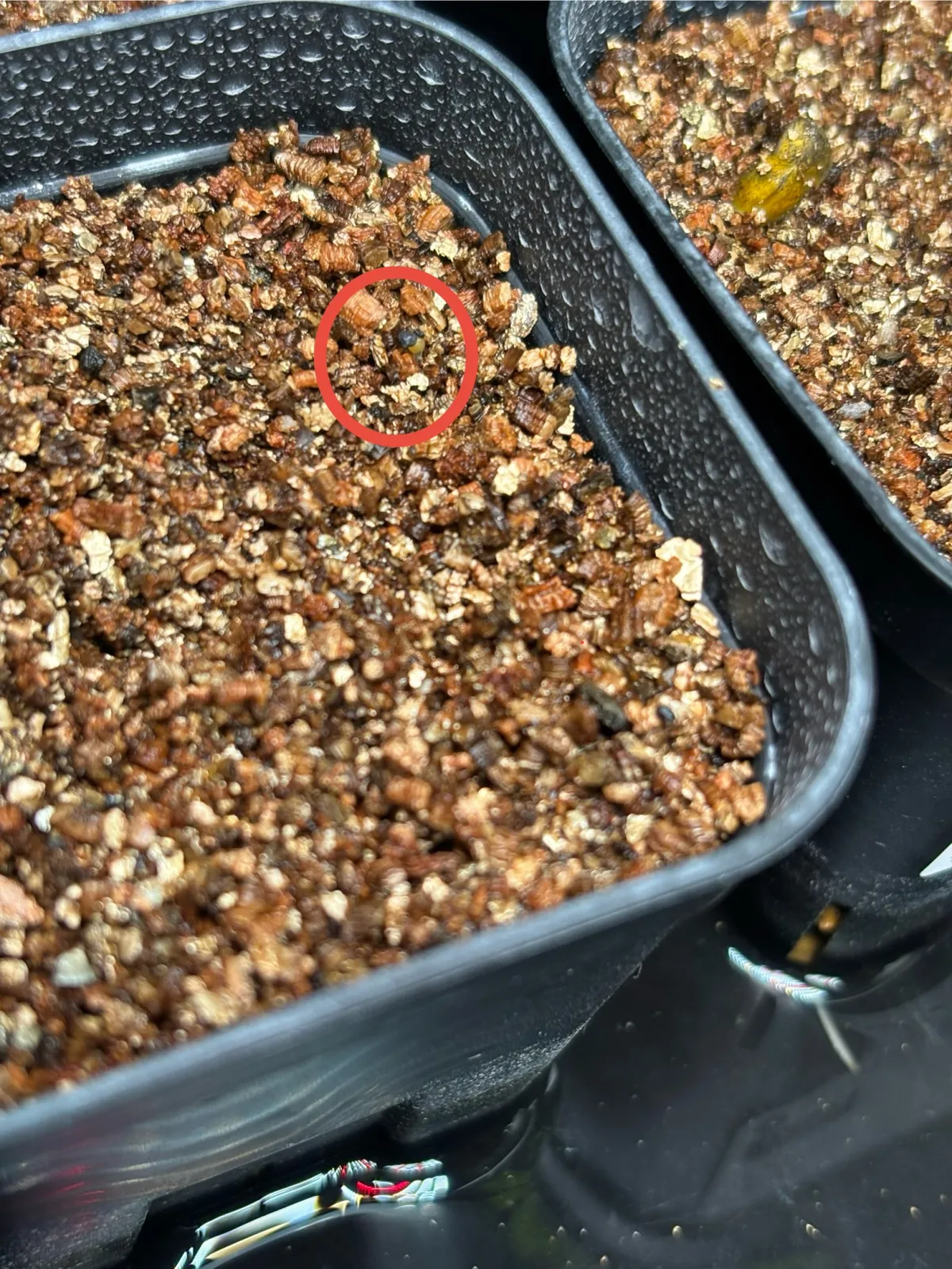 Ariocarpus kotschoubeyanus var. macdowellii (アリオカルプス マクドウェリイ)