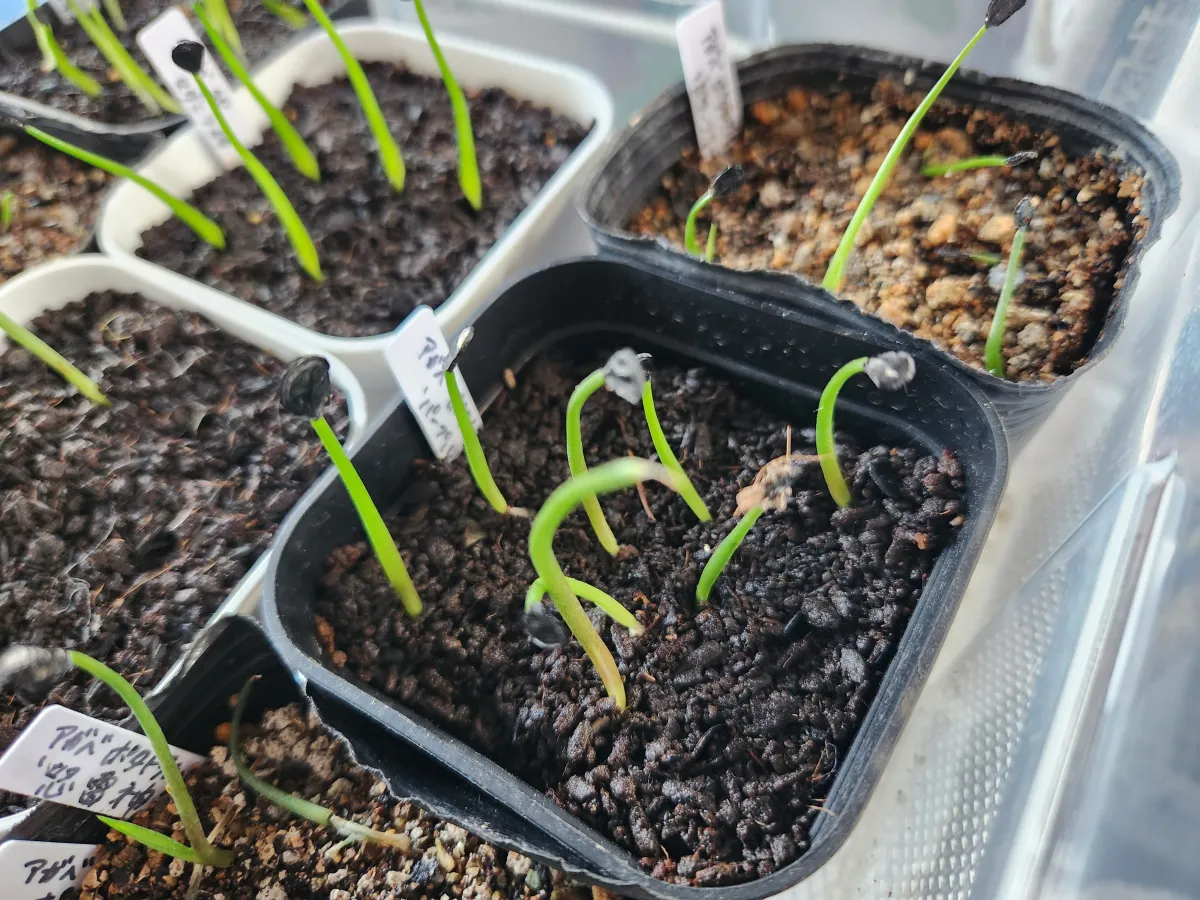 Agave potatorum Purple Haze (アガベ パープルヘイズ)