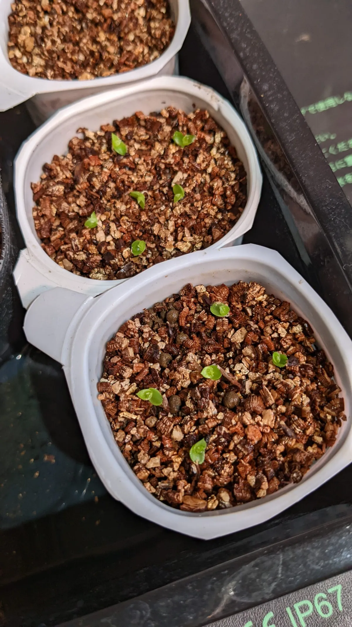 Hechtia texensis (ヘクチア テクセンシス)