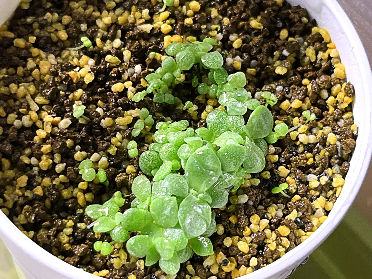 Echeveria cante White Cloud Echeveria (エケベリア カンテ)