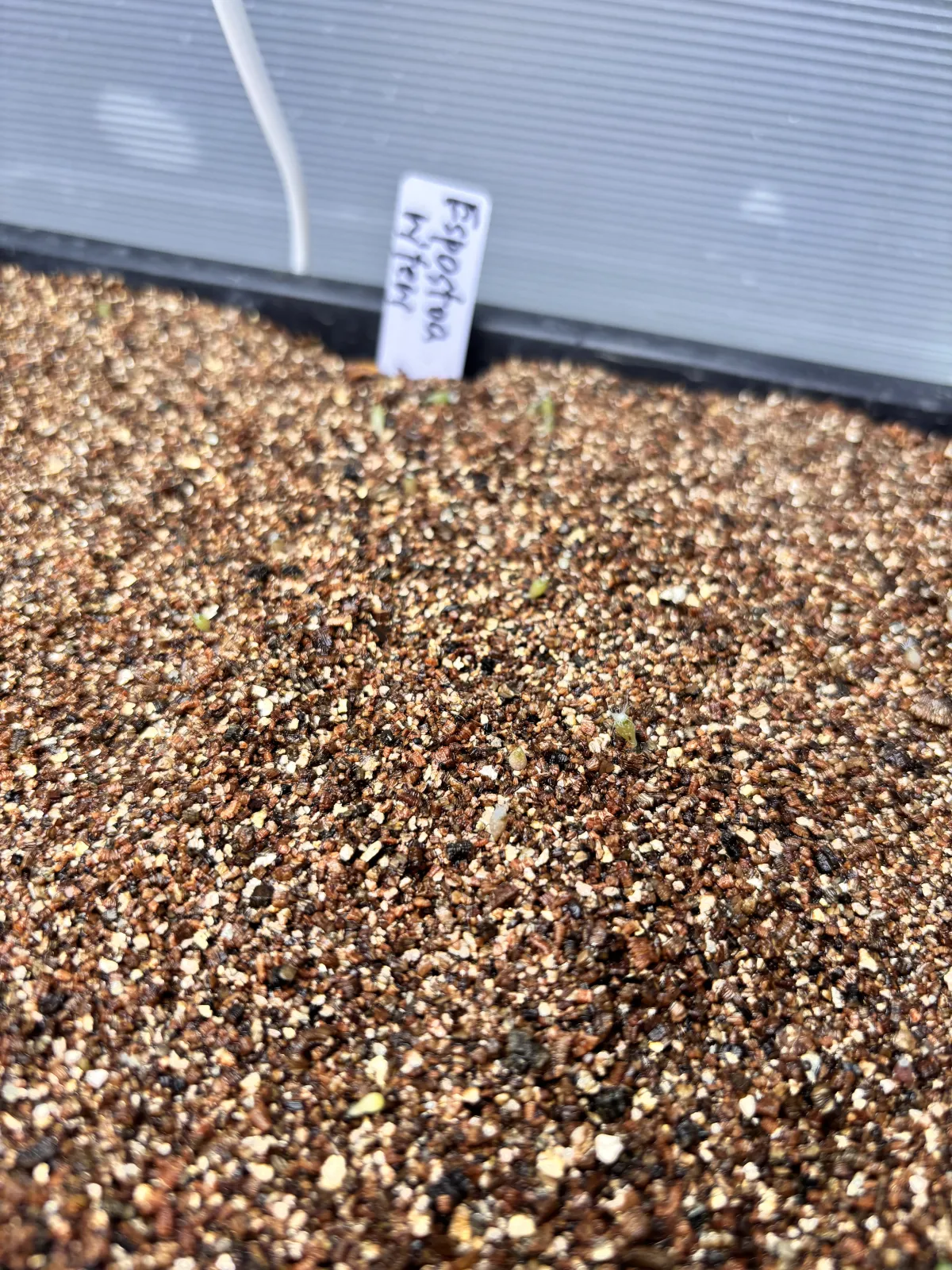 Espostoa ritteri (エスポストア リッテリ)