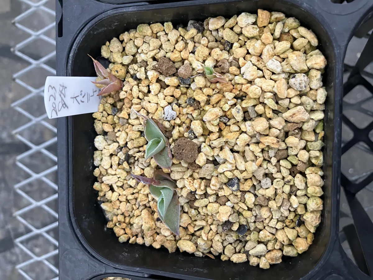 Agave ovatifolia (アガベ オバティフォリア)