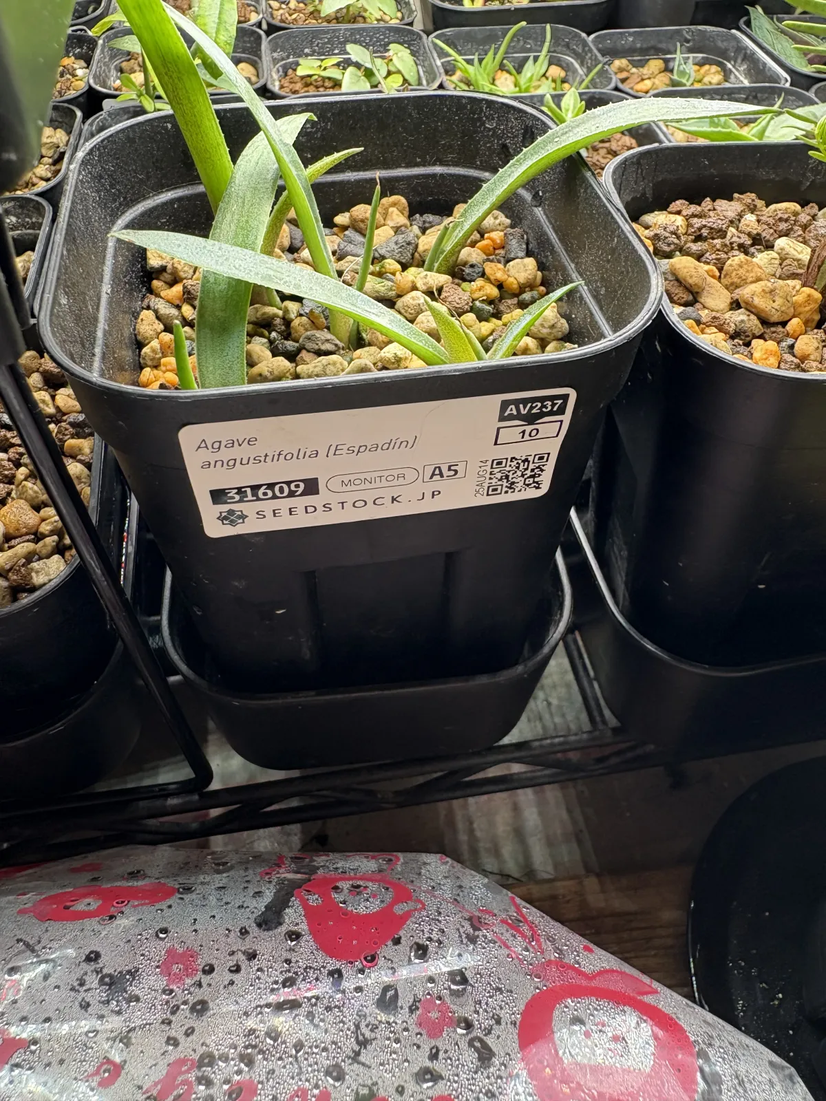 Agave angustifolia (アガベ アンガスティフォリア (Espadín))