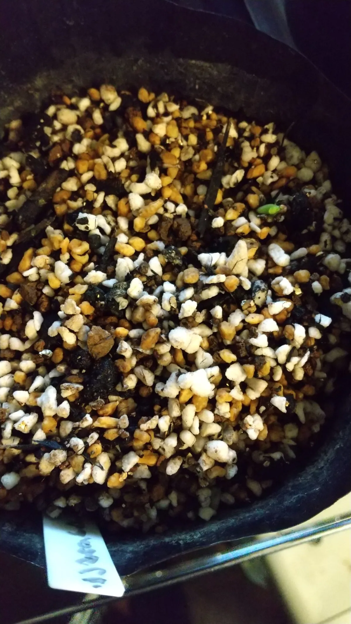 Euphorbia stellata (ユーフォルビア ステラータ 飛竜)