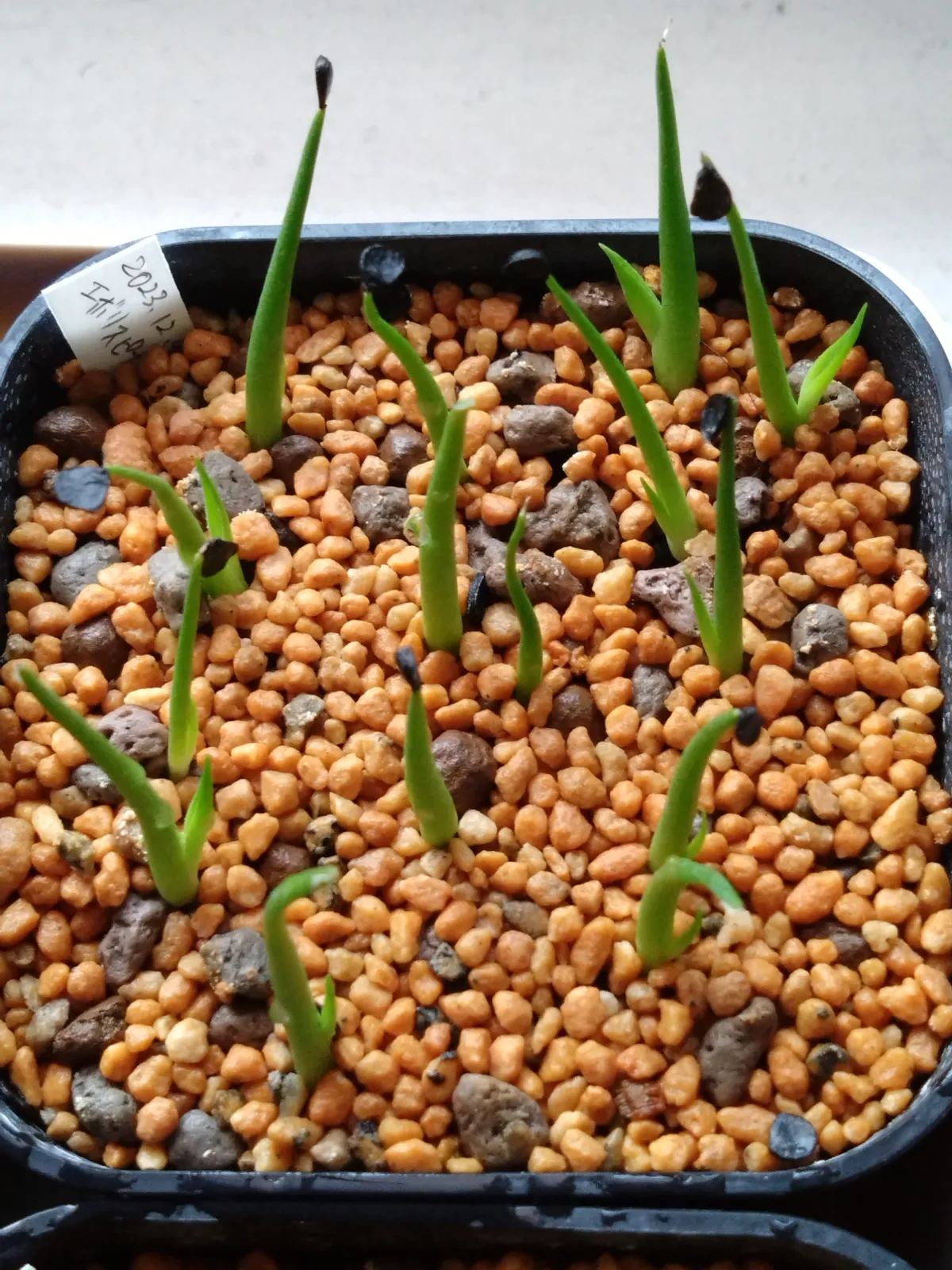 Agave utahensis var. eborispina 'Vegas' (アガベ エボリスピナ ヴェガス)