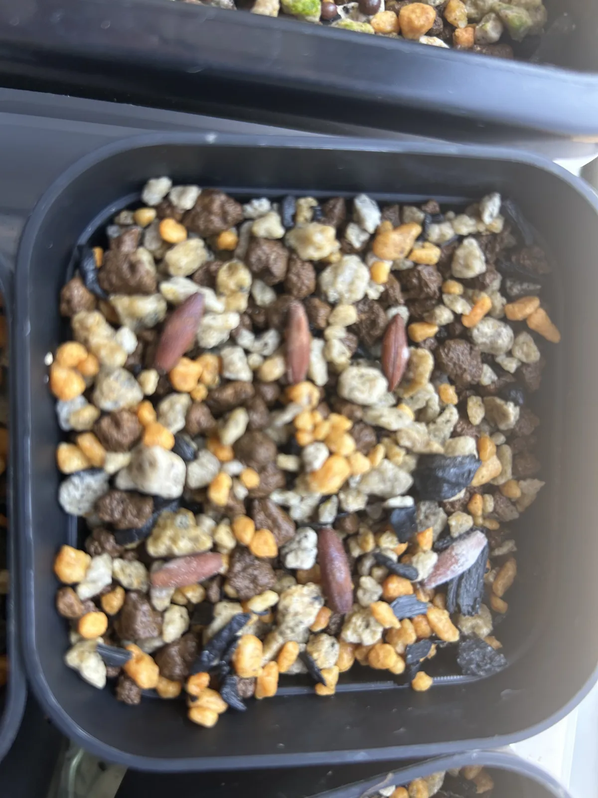 Adenium arabicum 'Godji x ET' (アデニウム ゴッジ x ET)