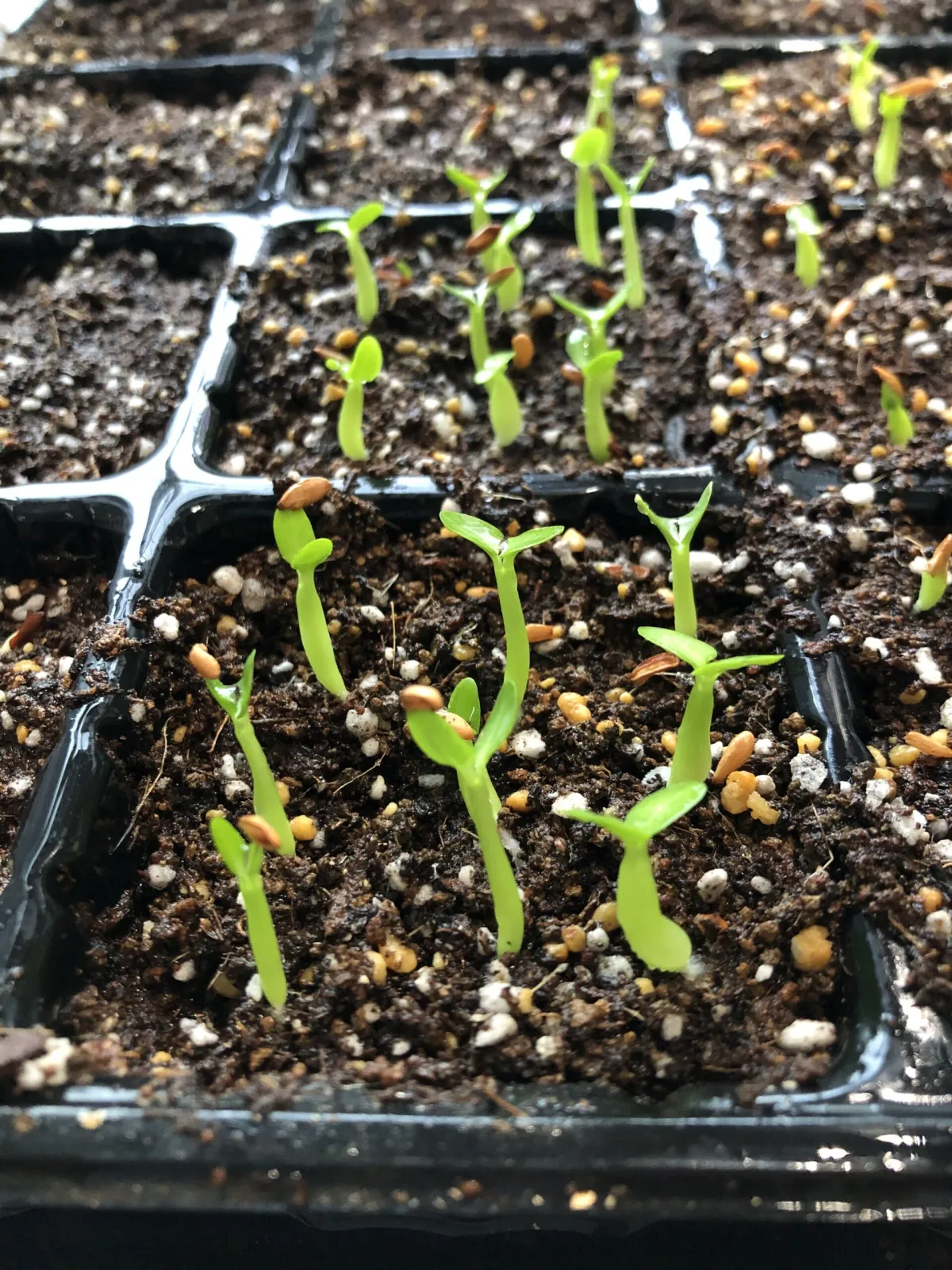 Pachypodium brevicaule subsp. leucoxanthum (パキポディウム レウコキサンツム)