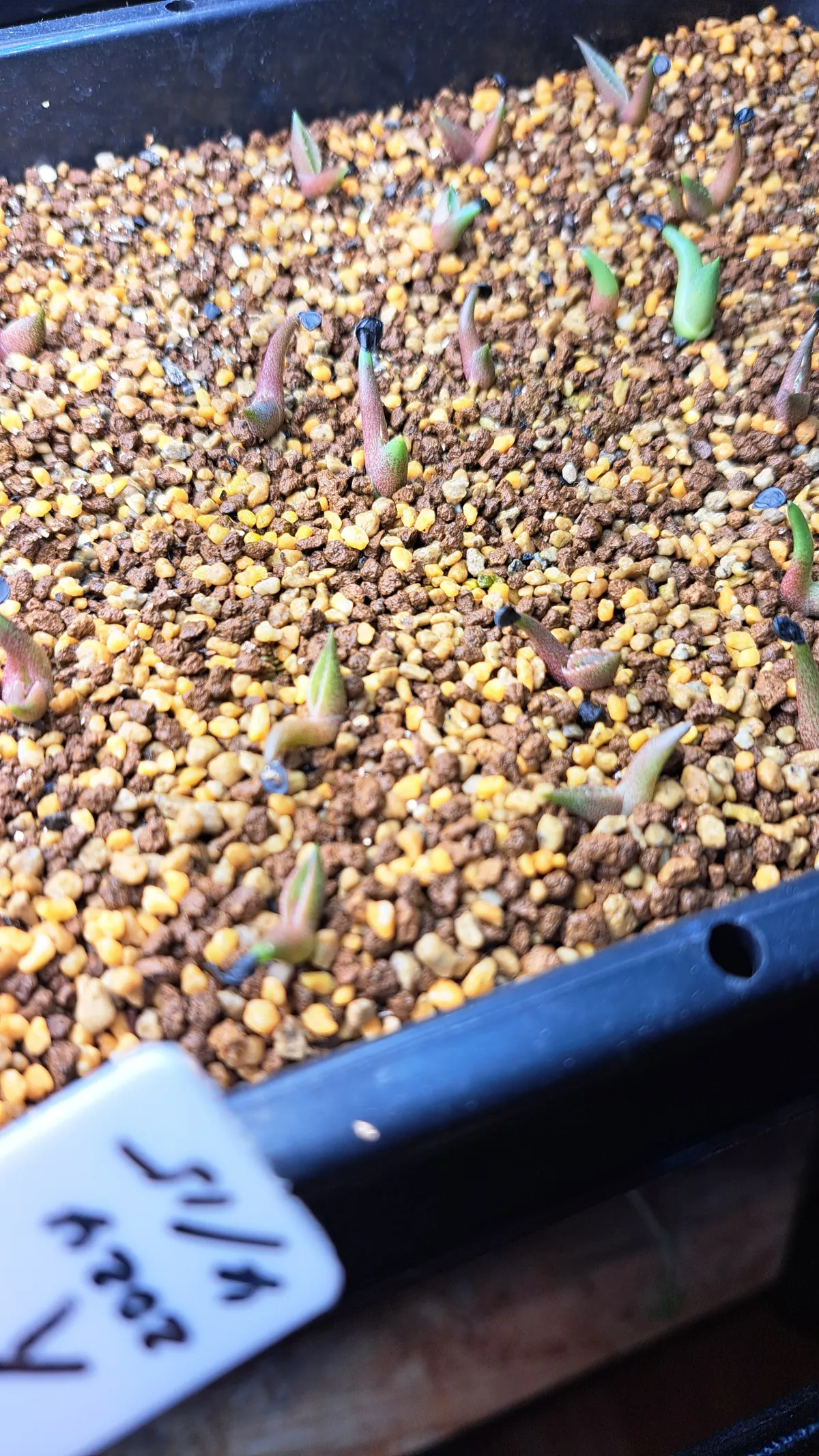 Agave oteroi (アガベ オテロイ)