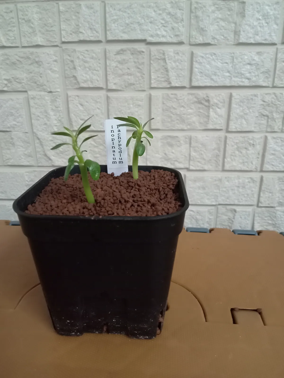 Pachypodium rosulatum var. inopinatum (パキポディウム イノピナツム)