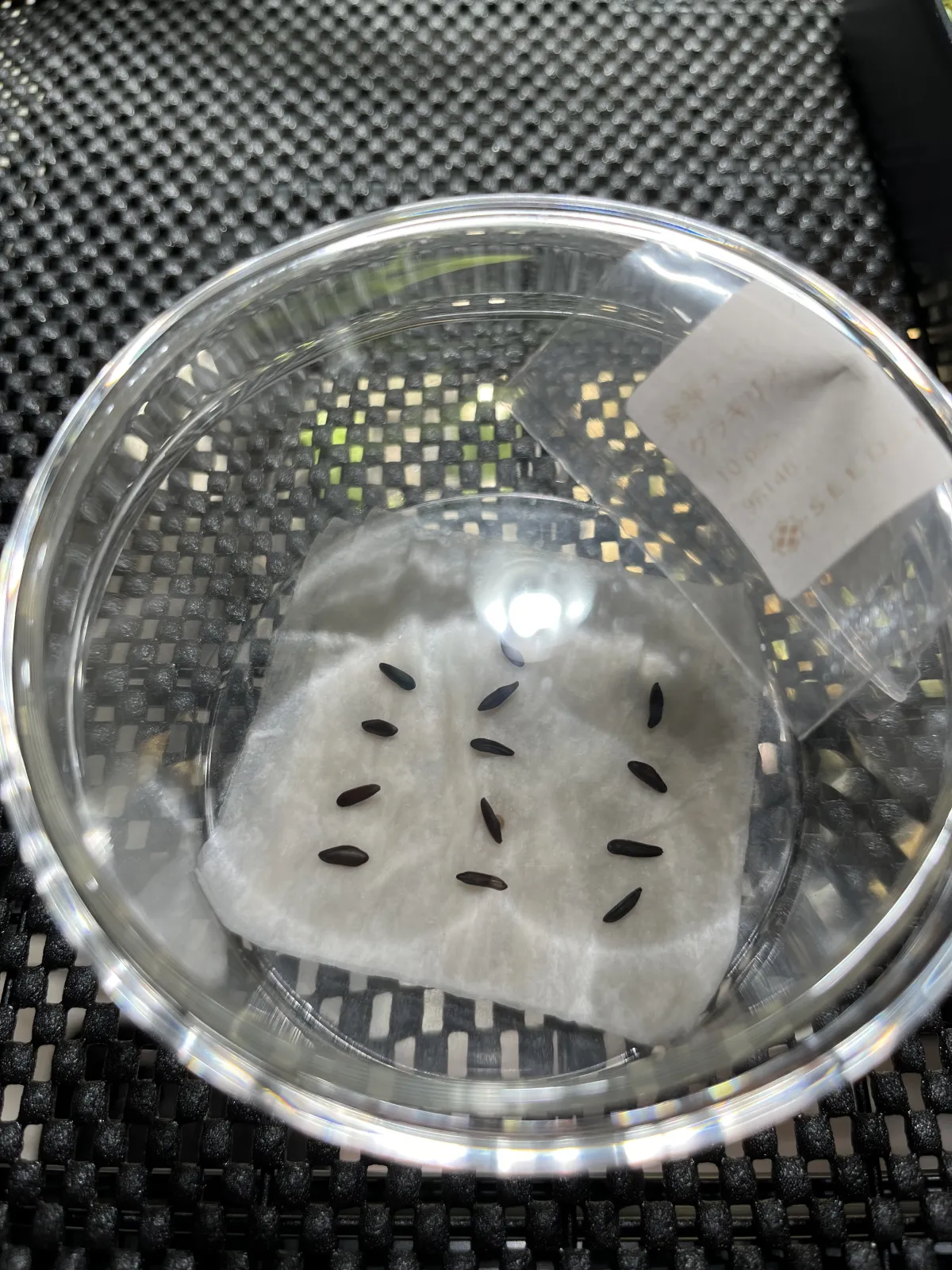 [無料種子] 発芽難 パキポディウム グラキリス　 Pachypodium rosulatum var. gracilius