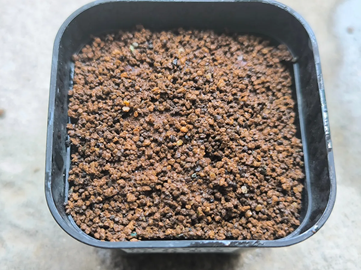 Cyphostemma glandulopilosum (キフォステンマ グランデュロピローサム)