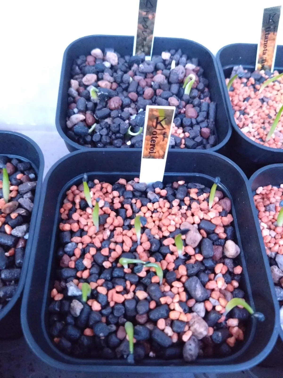 Agave oteroi (アガベ オテロイ)