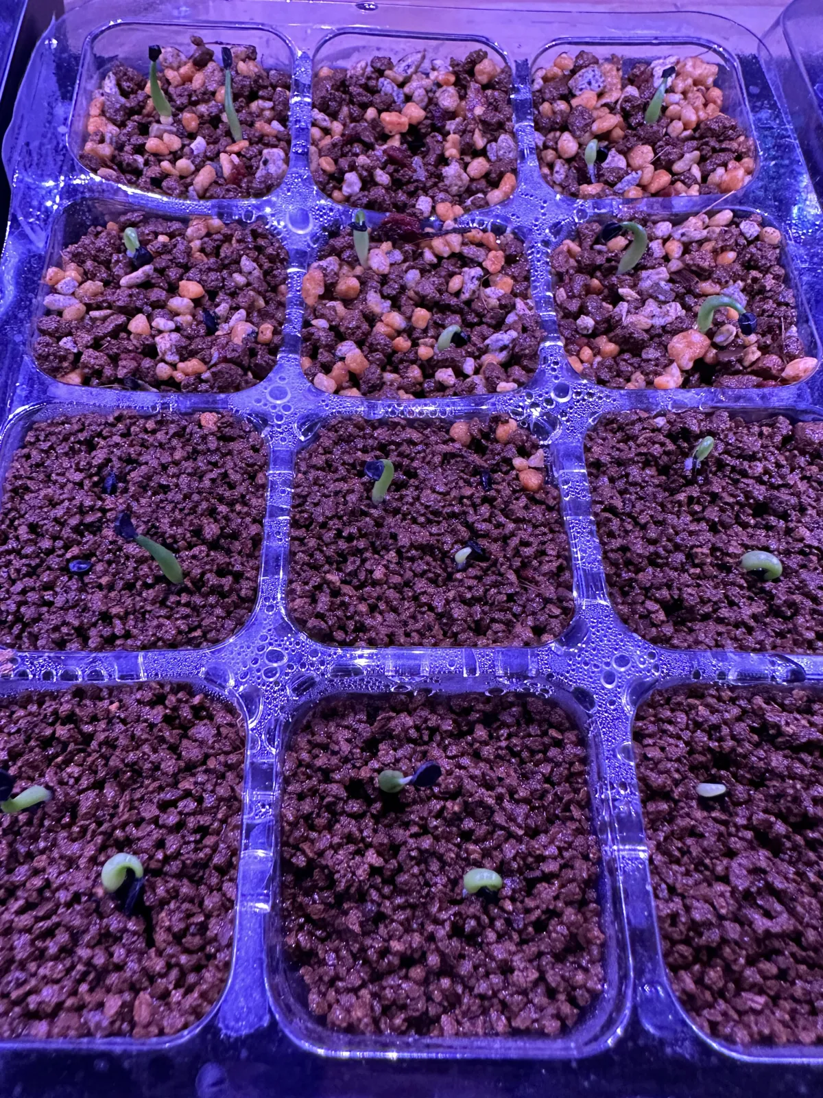 Agave oteroi (アガベ オテロイ)