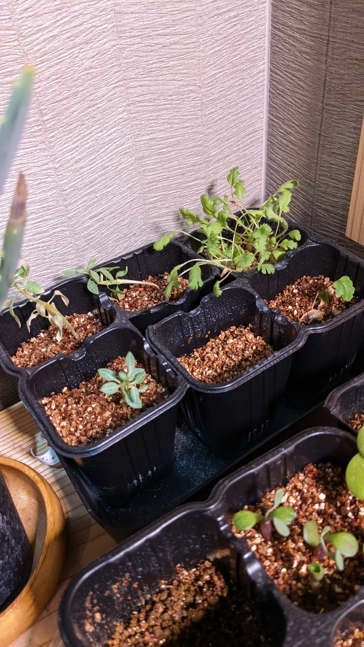 Fouquieria burragei (フォークイエリア ブラゲイ 白花)