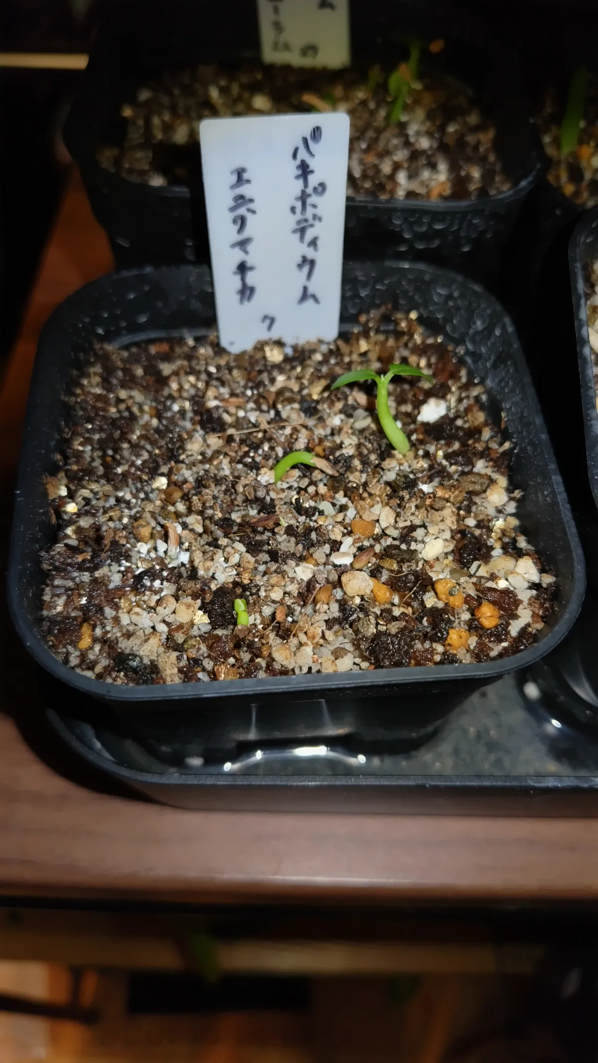 Pachypodium enigmaticum (パキポディウム エニグマチカム)