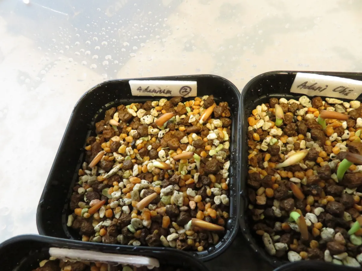 Adenium obesum (アデニウム オベスム)