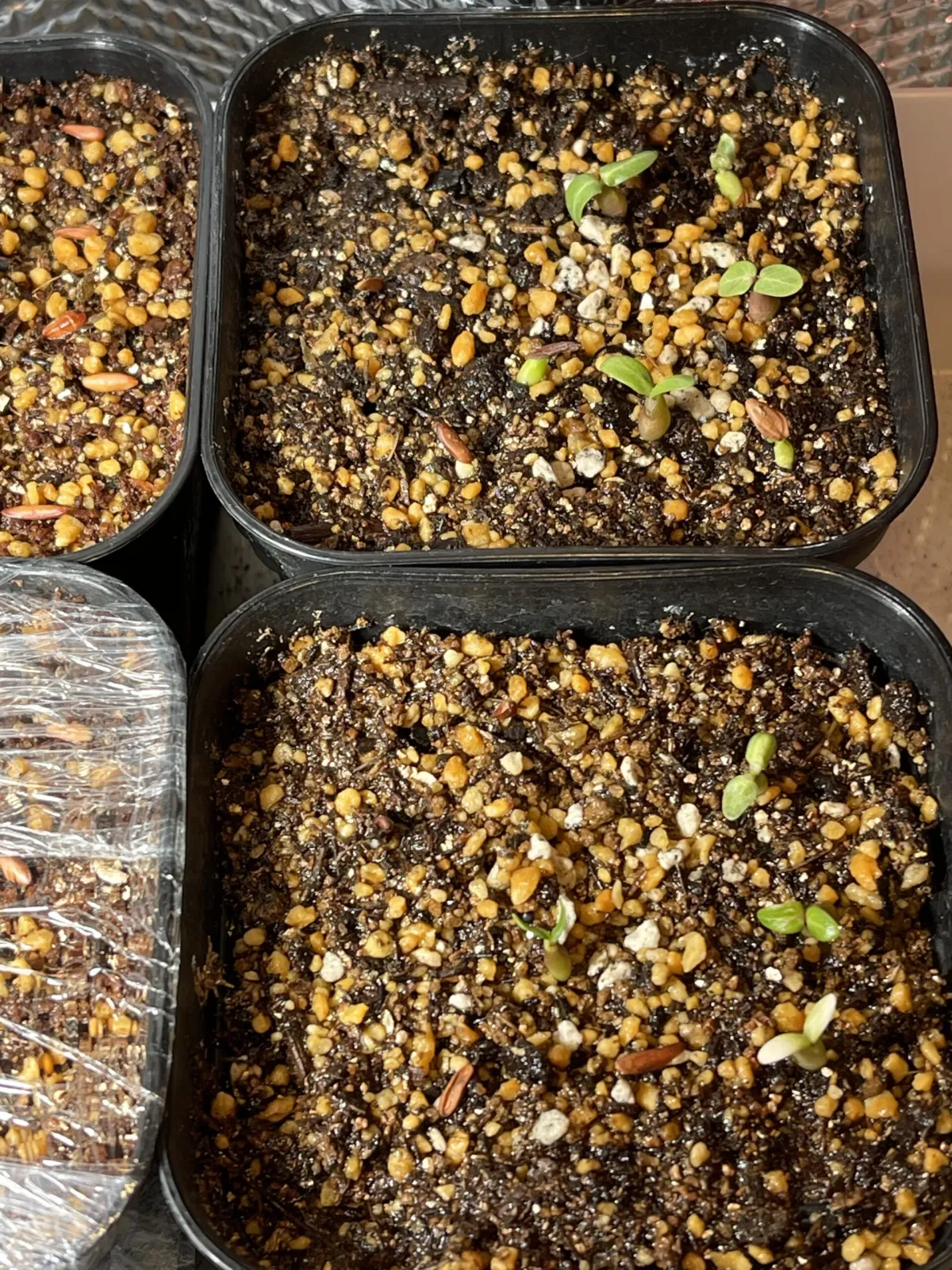 Pachypodium rosulatum var. gracilius (パキポディウム グラキリス)