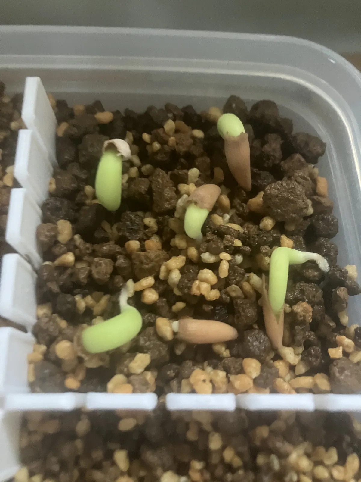 Adenium arabicum (アデニウム アラビカム)