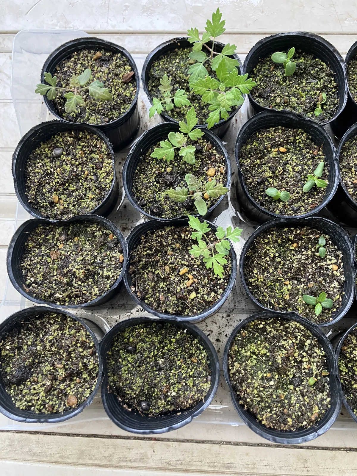 Pachypodium brevicaule subsp. leucoxanthum (パキポディウム レウコキサンツム)