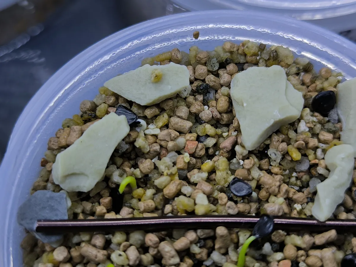 Agave utahensis ssp. utahensis 'Compacta' (アガベ ユタエンシスコンパクタ)