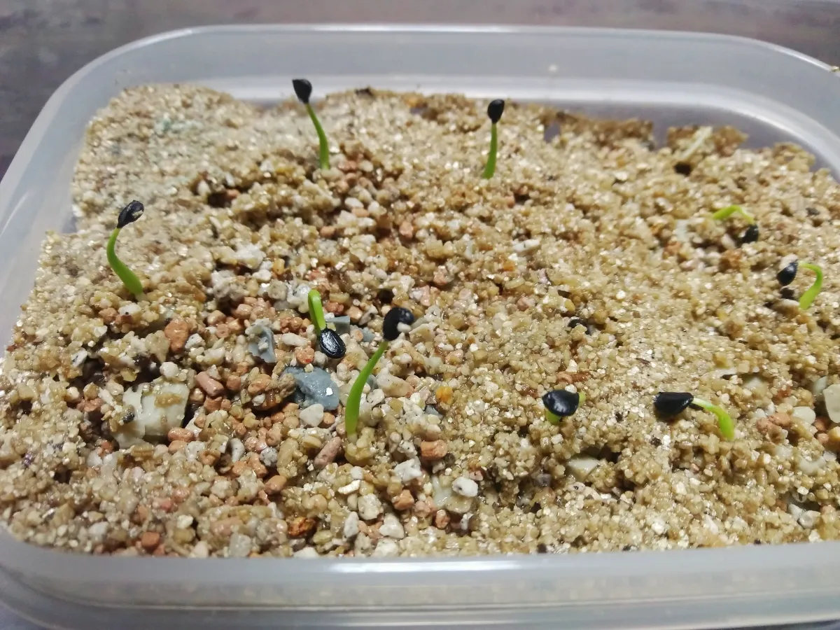 Agave utahensis var. eborispina (アガベ エボリスピナ)