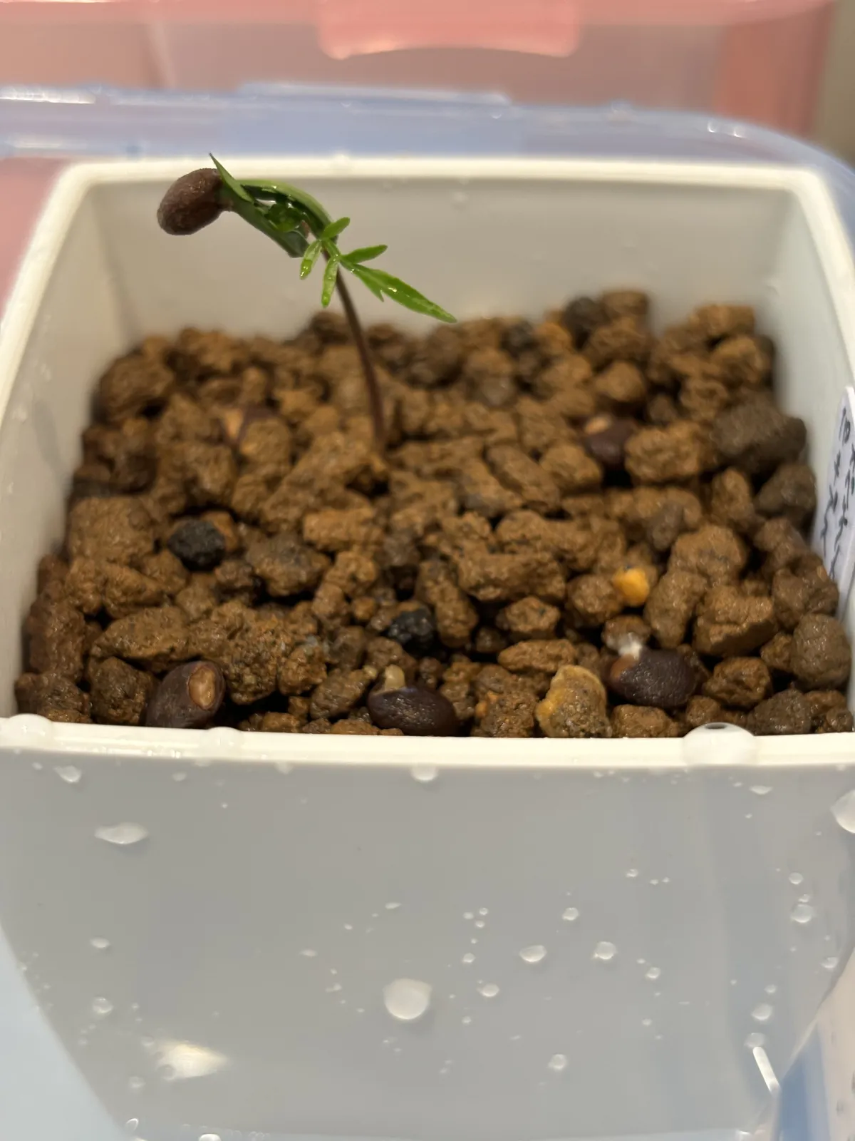 Operculicarya pachypus (オペルクリカリア パキプス)