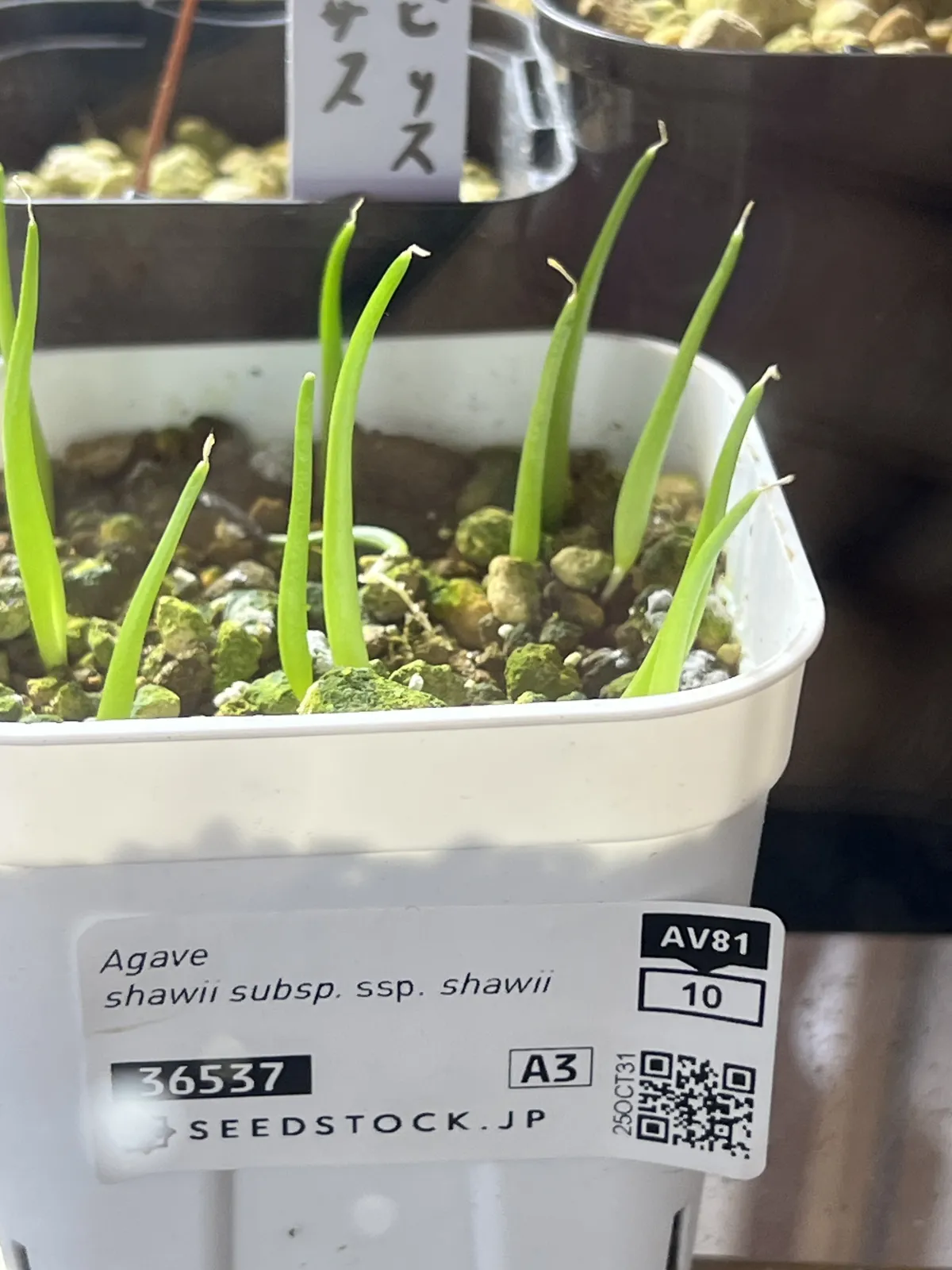 Agave shawii subsp. shawii (アガベ シャウィ)