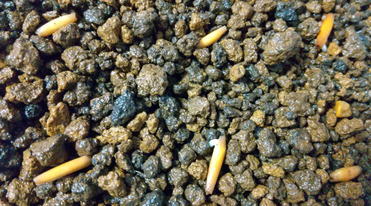 Adenium obesum (アデニウム オベスム)