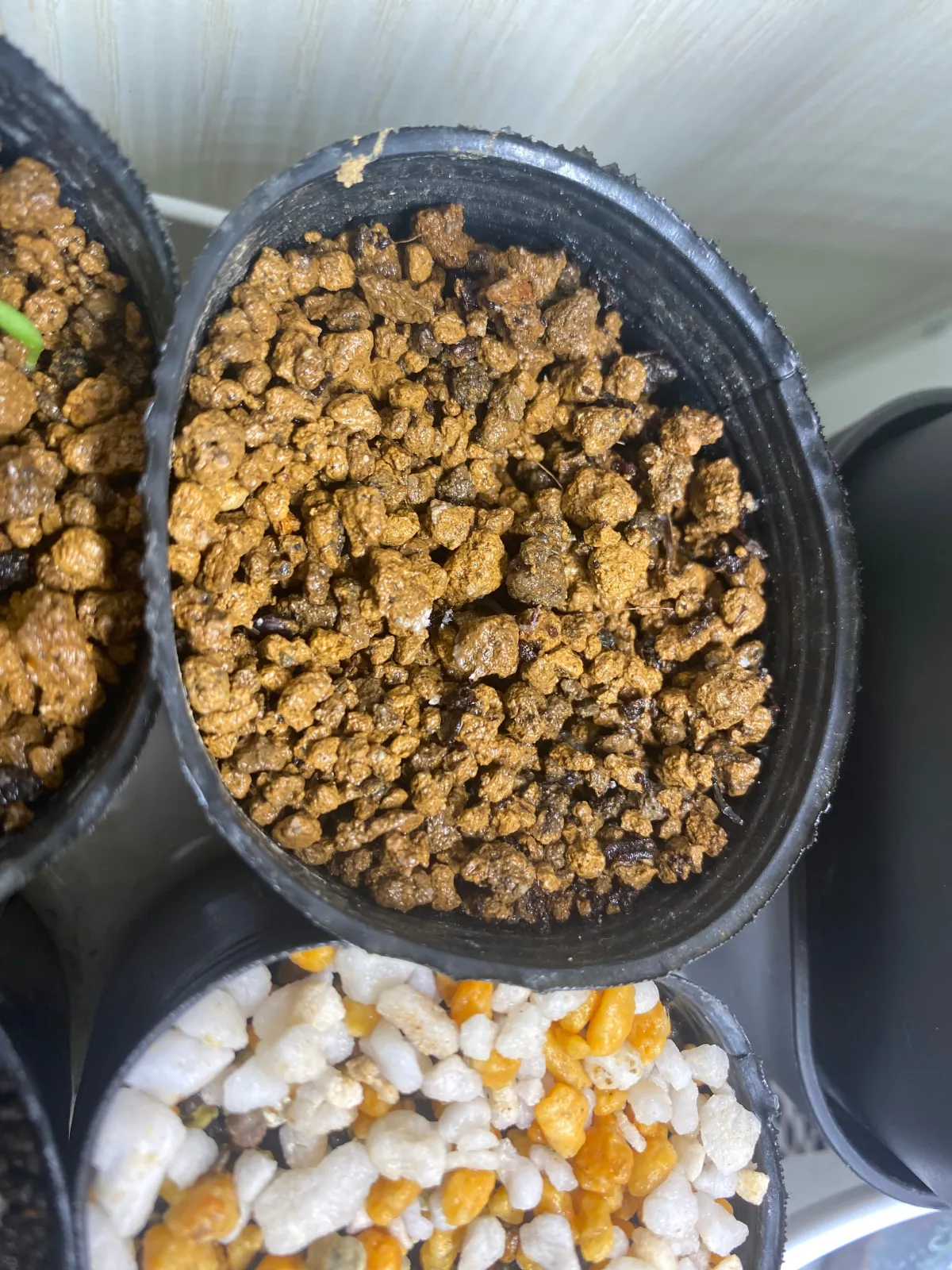 Euphorbia squarrosa (ユーフォルビア スクアローサ)