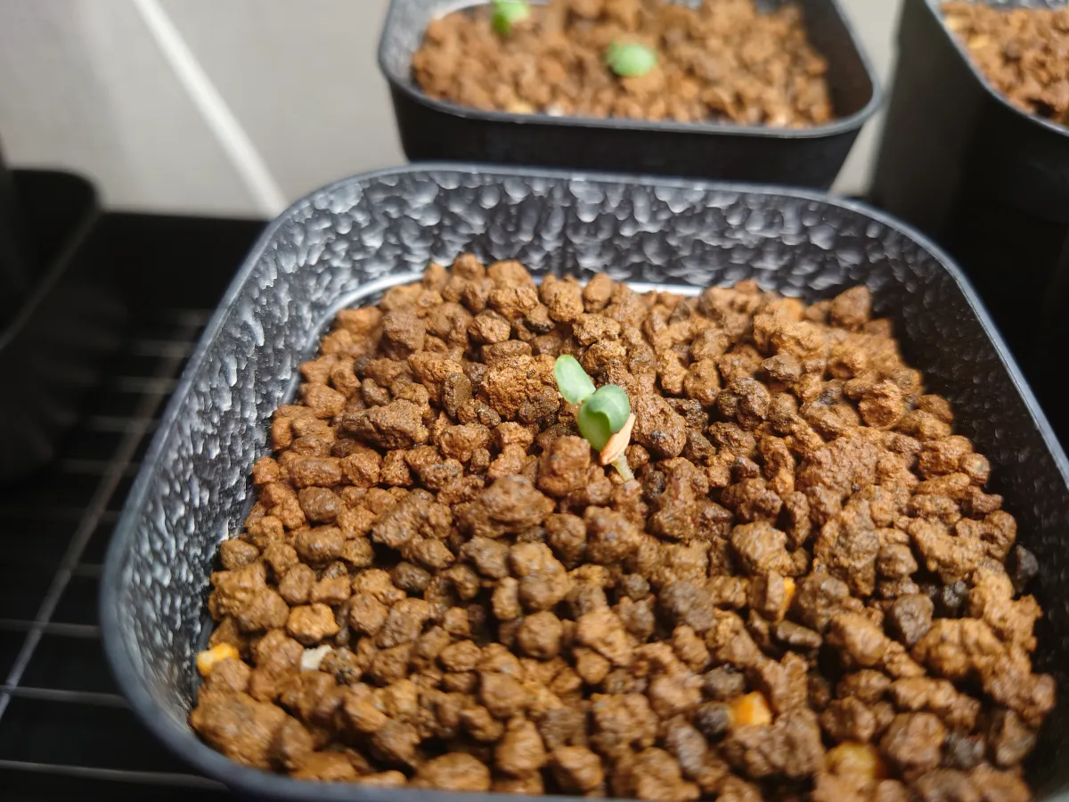 Pachypodium saundersii (パキポディウム サンデルシー 白馬城)