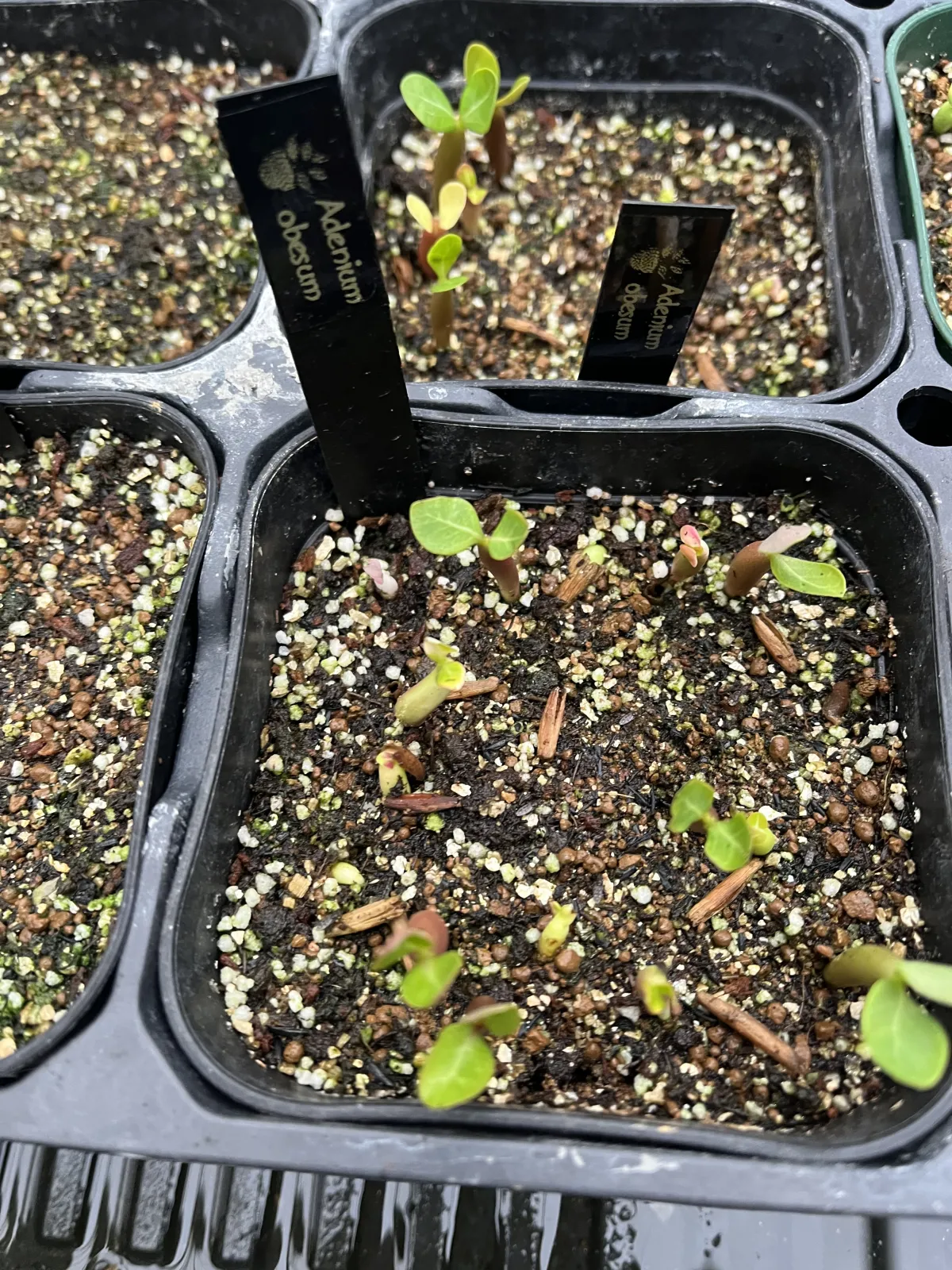 Adenium obesum (アデニウム オベスム)