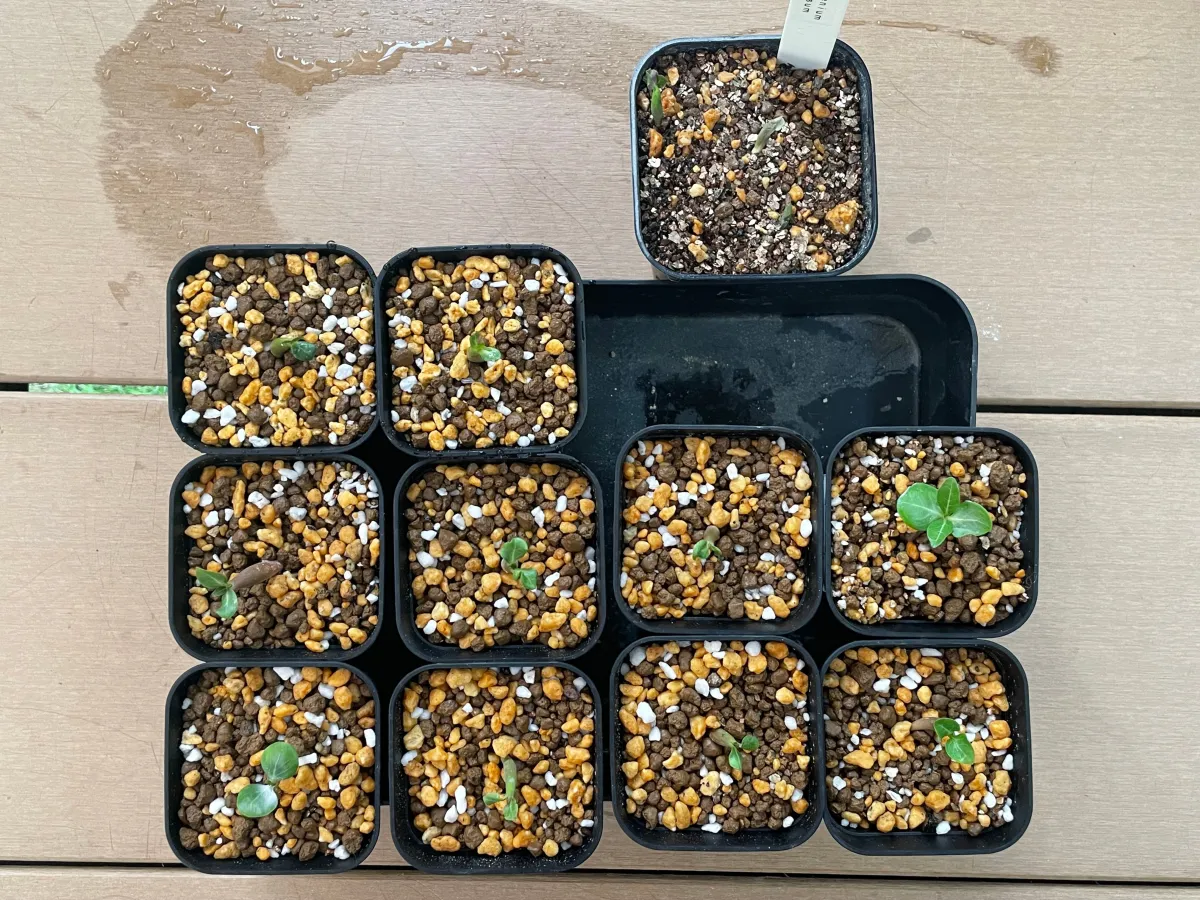 Adenium obesum (アデニウム オベスム)