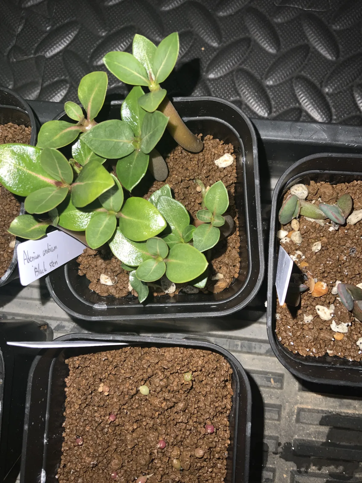 Adenium arabicum Black Stem (アデニウム アラビカム ブラックステム)