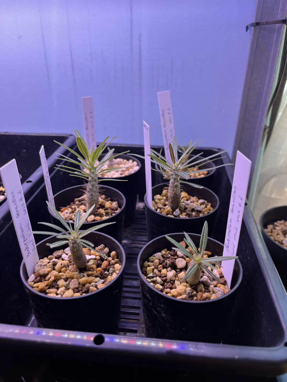 Pachypodium rosulatum var. gracilius (パキポディウム グラキリス)