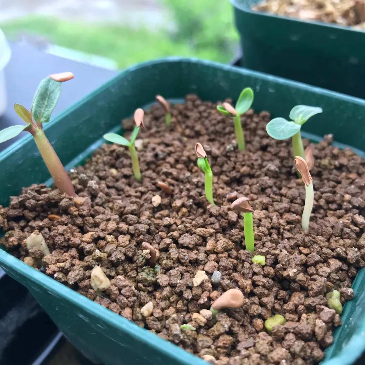 Pachypodium baronii (パキポディウム バロニー)