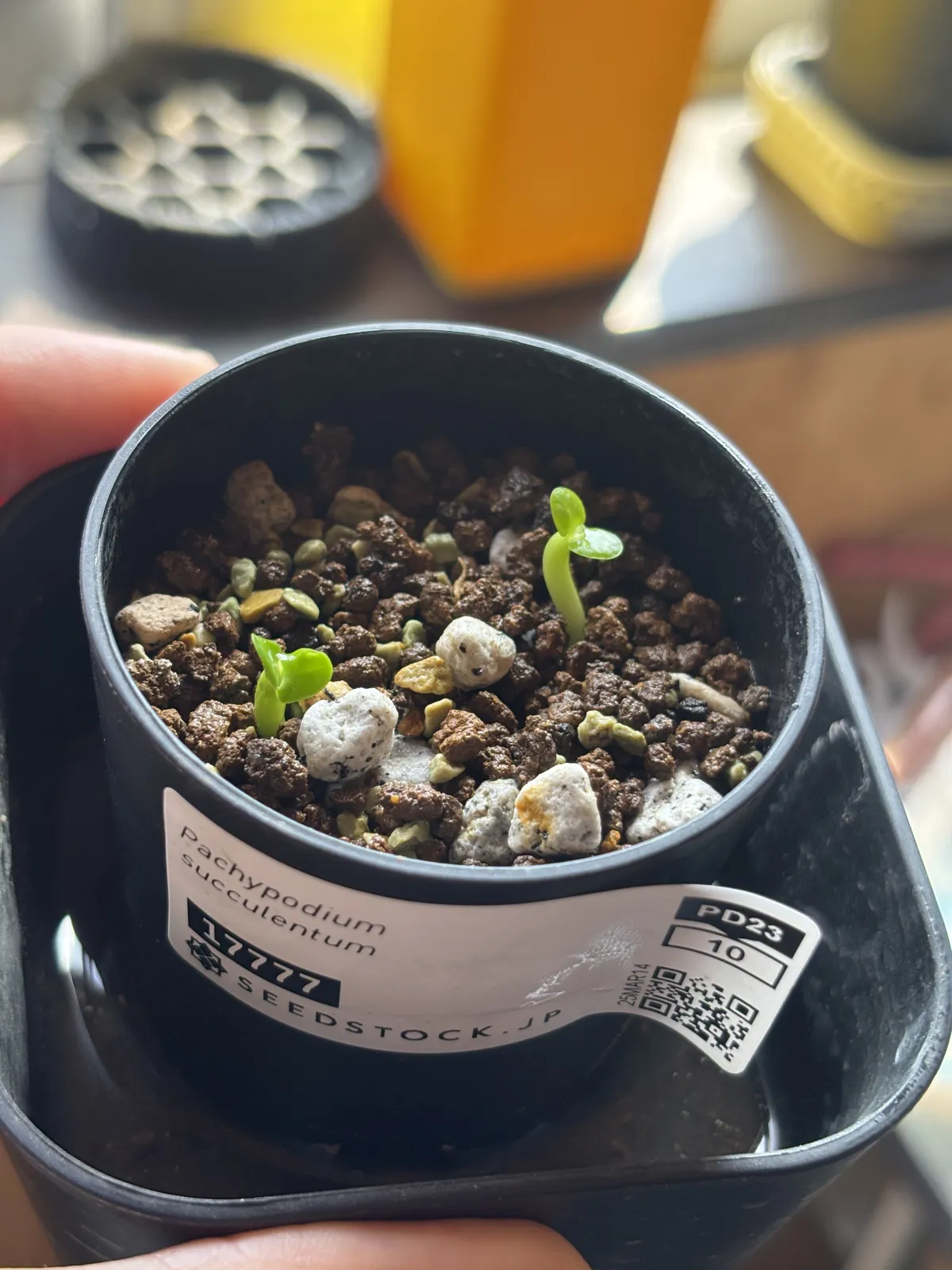 Pachypodium succulentum (パキポディウム サキュレンタム 天馬空)