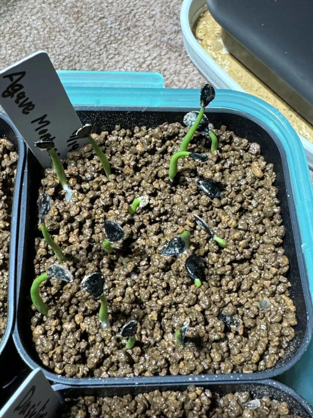 Agave montana (アガベ モンタナ)