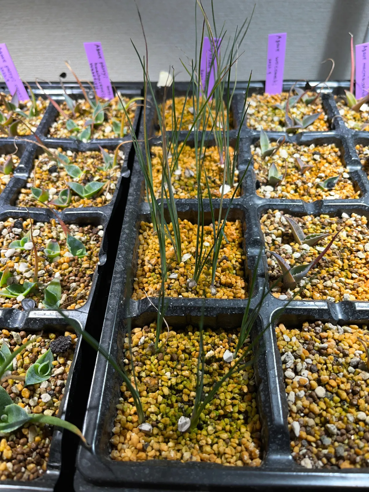 Dasylirion texanum (ダシリリオン テキサナム)