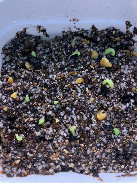 Agave oteroi (アガベ オテロイ)