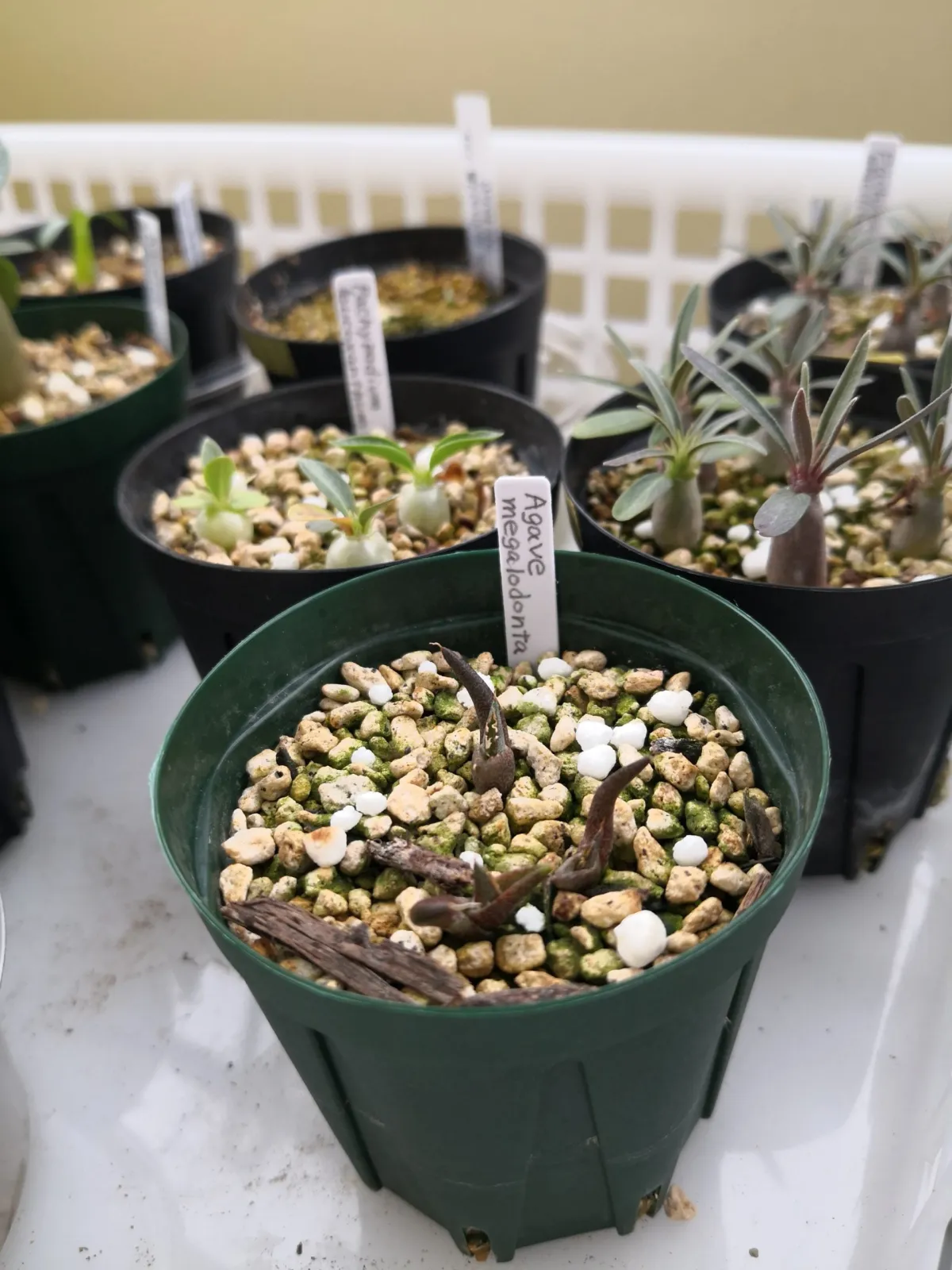 Agave megalodonta (アガベ メガロドンタ)