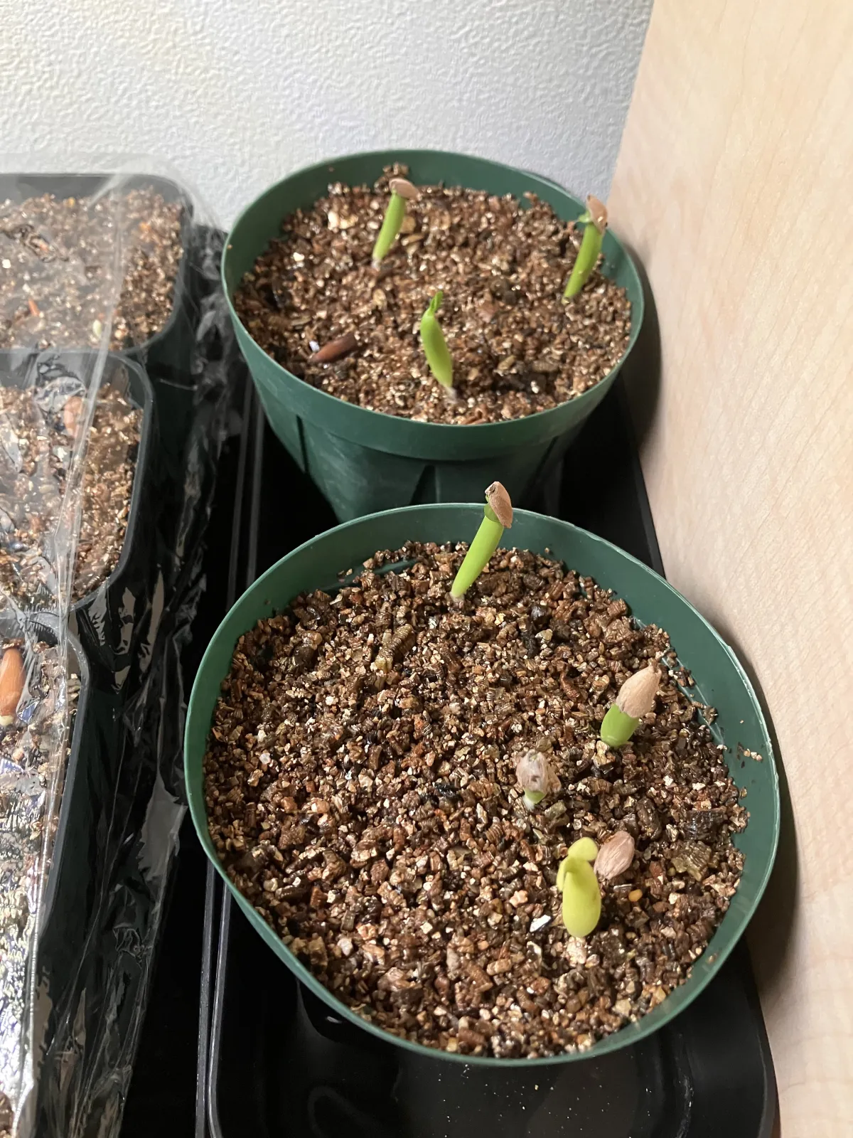 Adenium arabicum (アデニウム アラビカム)