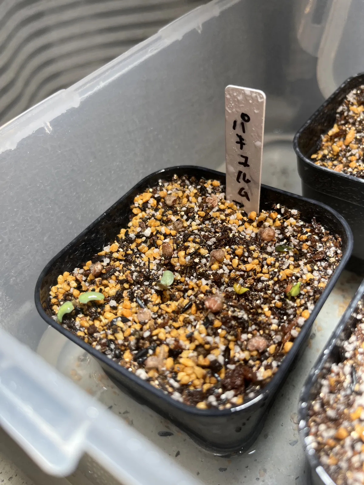 Pachycormus discolor (パキコルムス ディスカラー)