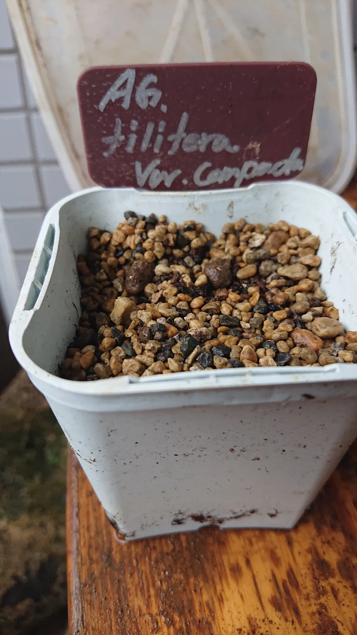 Agave toumeyana var. bella (アガベ トウメヤナ ベラ)