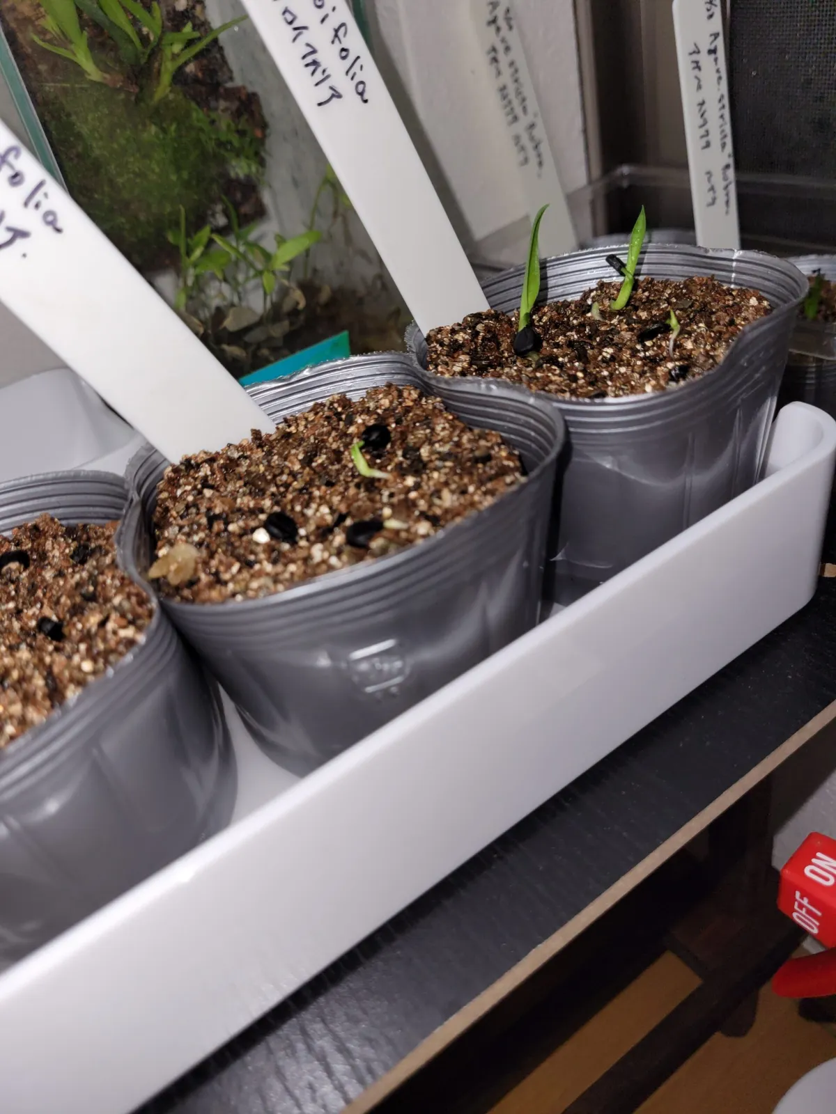 Yucca aloifolia (ユッカ アロイフォリア)