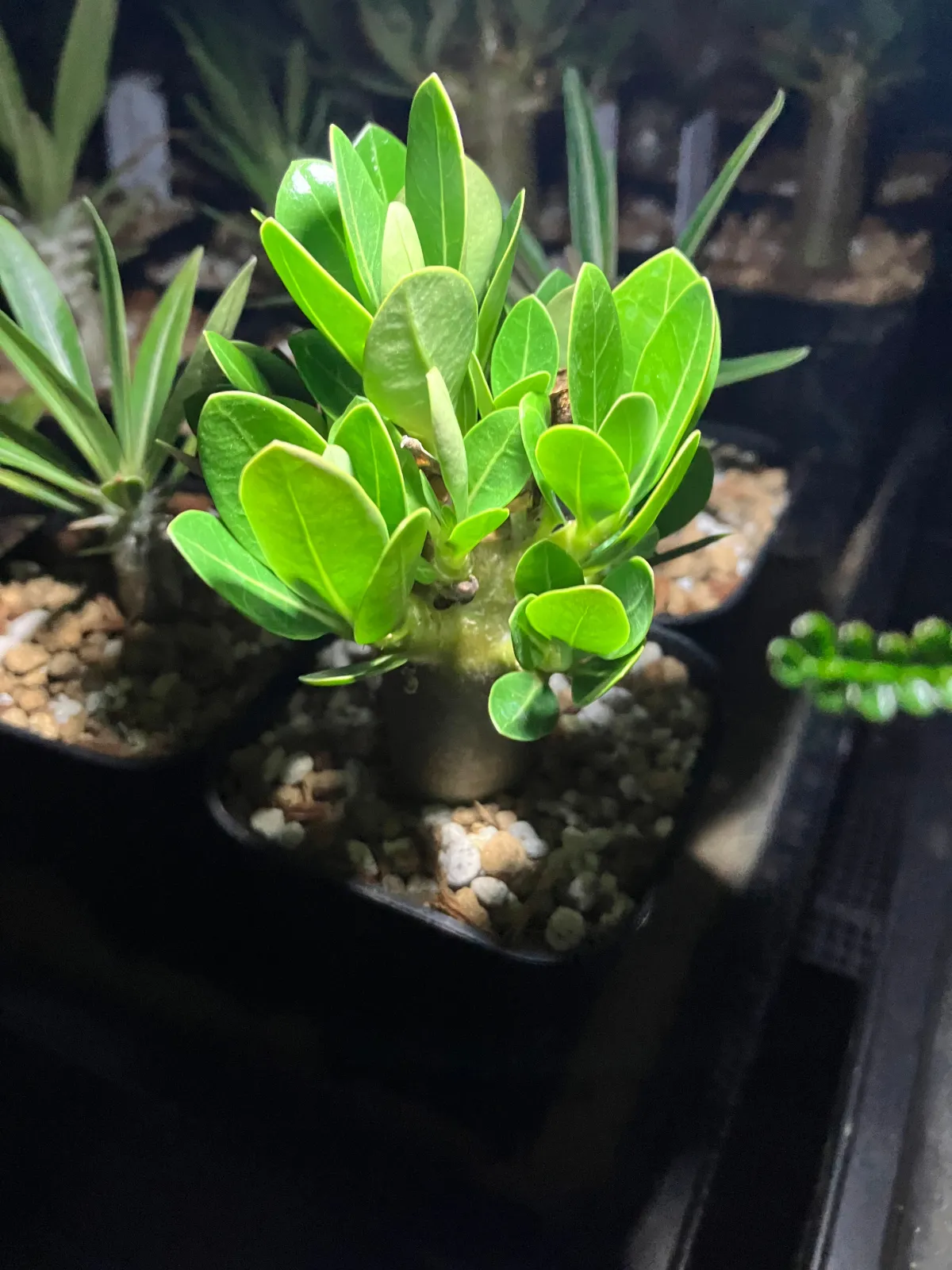 Adenium arabicum Godji x MKMK (アデニウム アラビカム ゴッジ x MKMK)