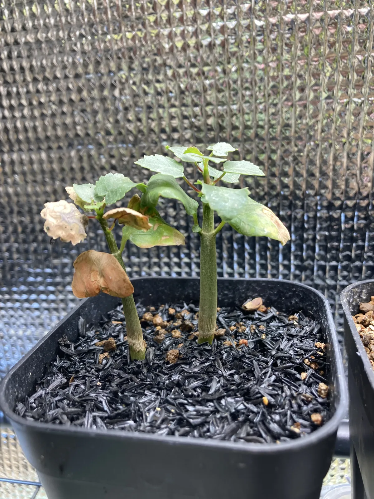 Commiphora namaensis (コミフォラ ナマエンシス)